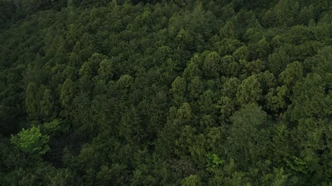 Flying over treetops Stock Footage 110701547