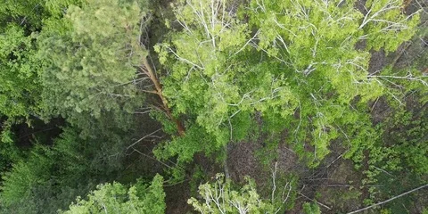 Flying over the treetops Stock-Footage 111894054