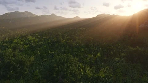 Flying over the treetops. Stock-Footage 132411698