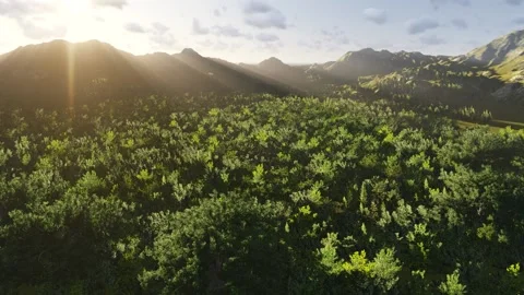Flying over the treetops. Stock-Footage 132411993