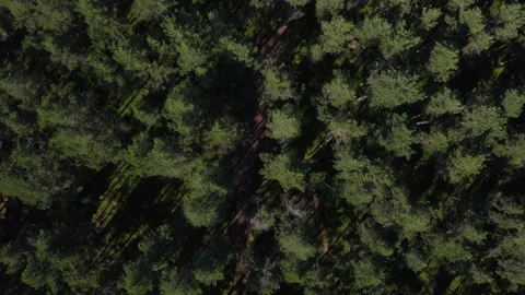 Flying over the treetops Stockbeeldmateriaal 162957204