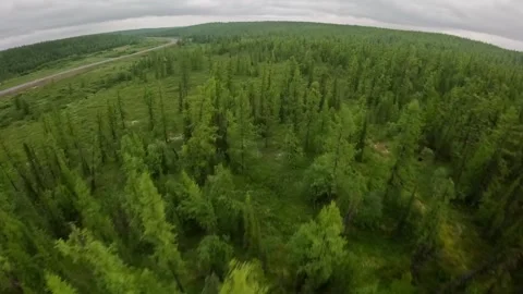 Flying over the treetops 動画素材 285742615