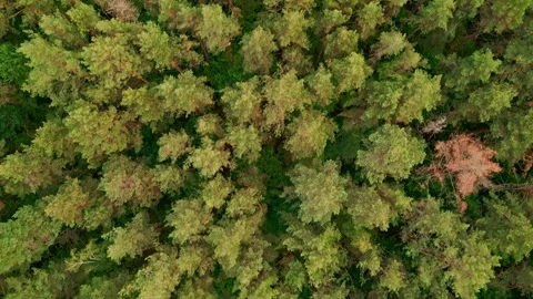 Flying over the treetops in forest. Lithuania Vidéo 248859870