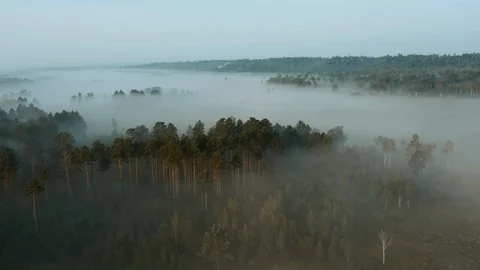 Flying over treetops of pine forest to meadow in early foggy morning Stock Footage 116496002