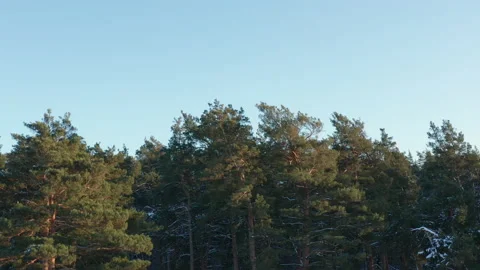 Flying over the treetops of the winter forest. Stock Footage 147890763