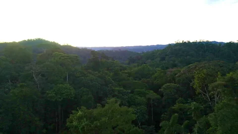 Flying over a tropical forest canopy with the last beams of sun Stock Footage 196304638