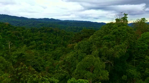 Flying over a tropical forest canopy, beautiful green colored trees Video stock 196346328