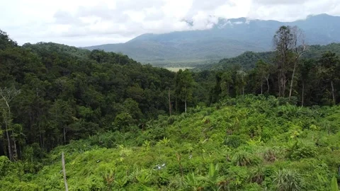 Flying Over Tropical Jungle Stock Footage 168513894