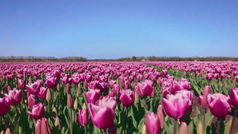 Flying Over Tulip Field With Camera Motion Stock Footage 331812036
