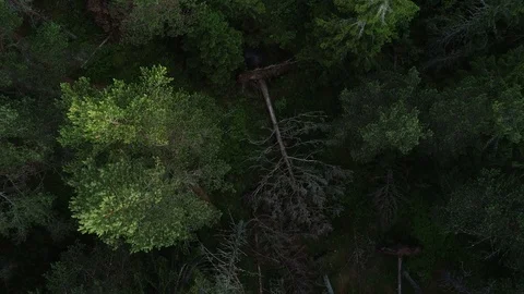 Flying over untouched forest Stock Footage 104059357