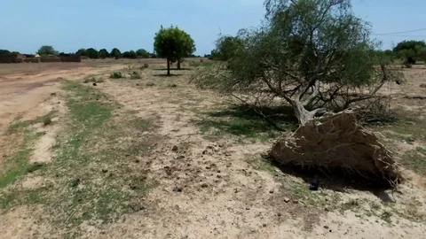 Flying over an uprooted tree in savannah Stock Footage