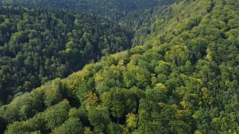 Flying over a valley covered with beech and pine trees forest in early autumn Stock Footage 252046234