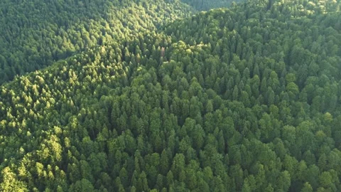 Flying over a valley covered by pine and beech trees forest Stock Footage 247109828