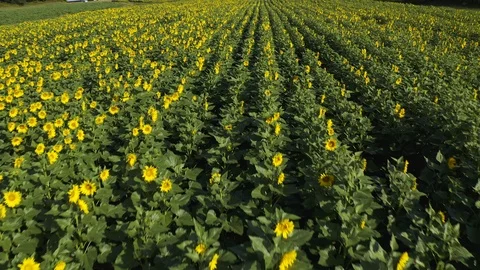 Flying over vertical rows of bright yellow sunflowers. Stock Footage 116414280