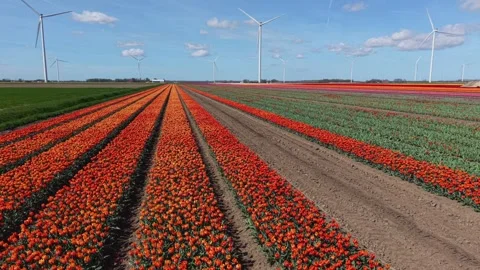 Flying over vibrant orange tulip fields toward wind turbines in the Netherlands. Stock Footage 333610720