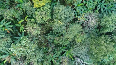 Flying over view of tree in rainforest Stock Footage 105274801