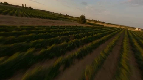 Flying over the vineyard 2 스톡 동영상 157999319