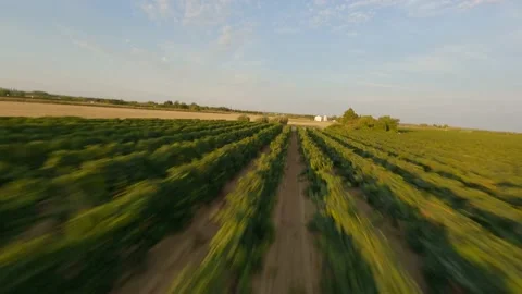 Flying over the vineyard 3 스톡 동영상 157999322