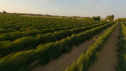 Flying over the vineyard 4 스톡 동영상 157999323