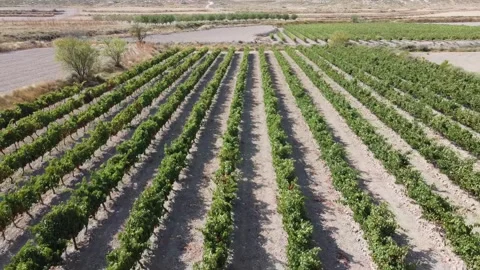 Flying Over a Vineyard - 496 Stock Footage 311019498