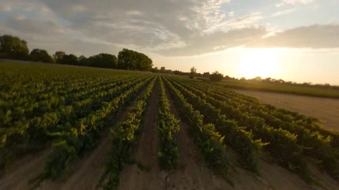 Flying over the vineyard 5 스톡 동영상 157999324