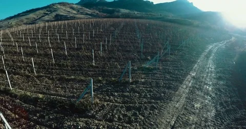 Flying over a vineyard against a background of mountains in the sunlight Stock Footage 84546790