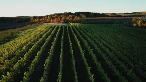 Flying over a vineyard in autumn. Stock Footage 221141560