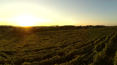 Flying over a vineyard Stock Footage 40483606