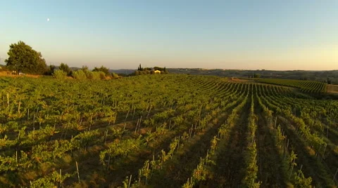 Flying over a vineyard Stock Footage 40483674