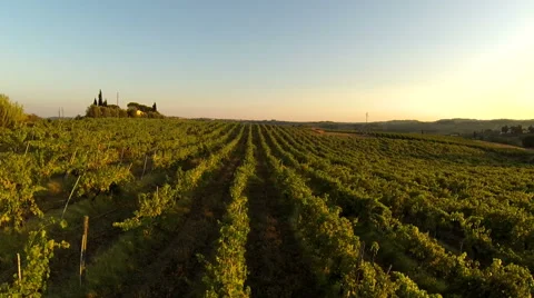 Flying over a vineyard Stock Footage 40483689