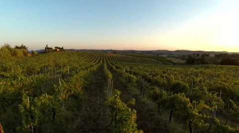 Flying over a vineyard Stock Footage 40483700