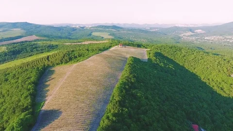 Flying over an vineyard Stock Footage 77560798