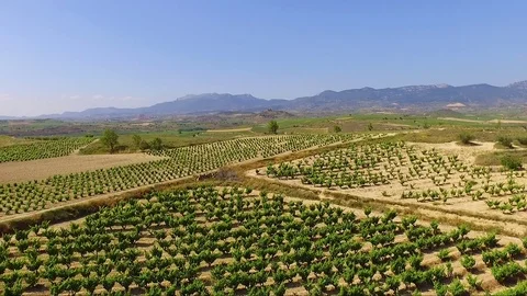Flying over vineyard 스톡 동영상 82309298