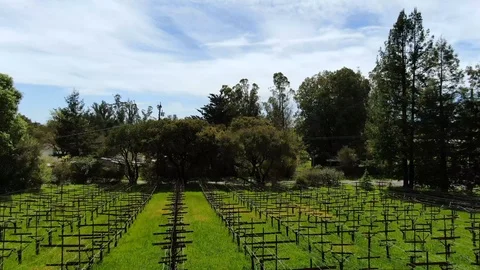 Flying over the Vineyard Stock Footage 108126184