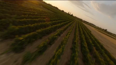 Flying over the vineyard 스톡 동영상 157999318