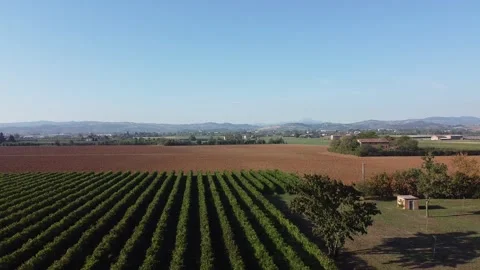 Flying over the vineyard Stock Footage 217396003