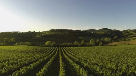 Flying over a vineyard in Italy Stock Footage 41249474