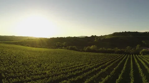 Flying over a vineyard in Italy Stock Footage 41249488