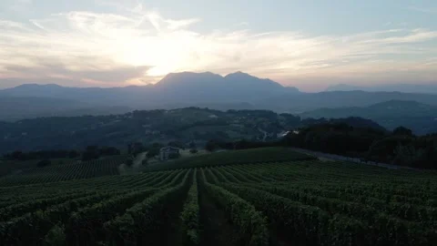 Flying over the vineyard rows of Campania's winemaking region in Italy. Stock Footage 291241480