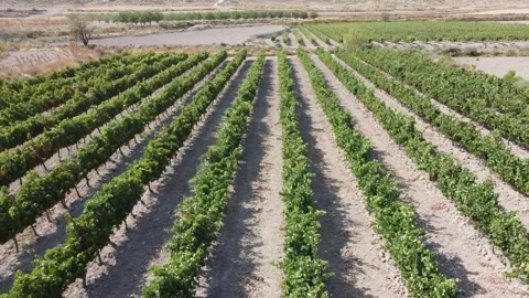 Flying Over a Vineyard in Spain - 495 Stock Footage 311019504