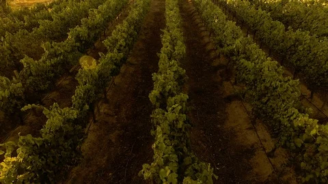 Flying over an vineyard in sunset in Chile Stock Footage 93198920