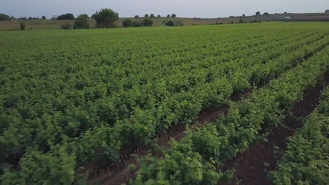 Flying over a vineyard at sunset Stock Footage 94368219