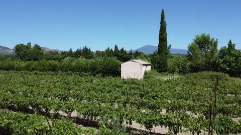 Flying over vineyard towards Mont Ventoux drone Stock Footage 250248791