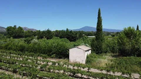 Flying over vineyard towards Mont Ventoux blue sky drone Stock Footage 250248872