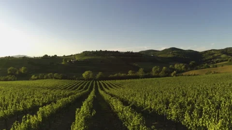 Flying over a vineyard in Tuscany Stock Footage 41249495