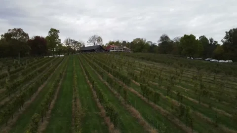 Flying over Vineyard Vines Stock Footage 146790767