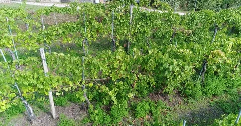 Flying over an vineyard, vineyards close-up, wine production, close-up Stock Footage 84553913