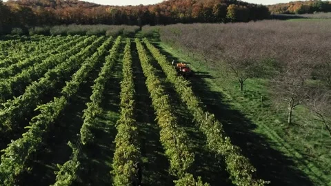 Flying over a vineyard while workers harvest grapes. Stock Footage 161077591