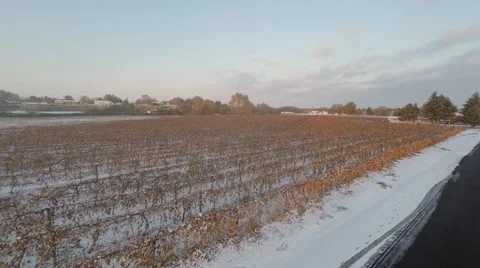 Flying over a vineyard in winter Stock Footage 47579223