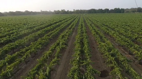 Flying Over Vineyards Stock Footage 87158474